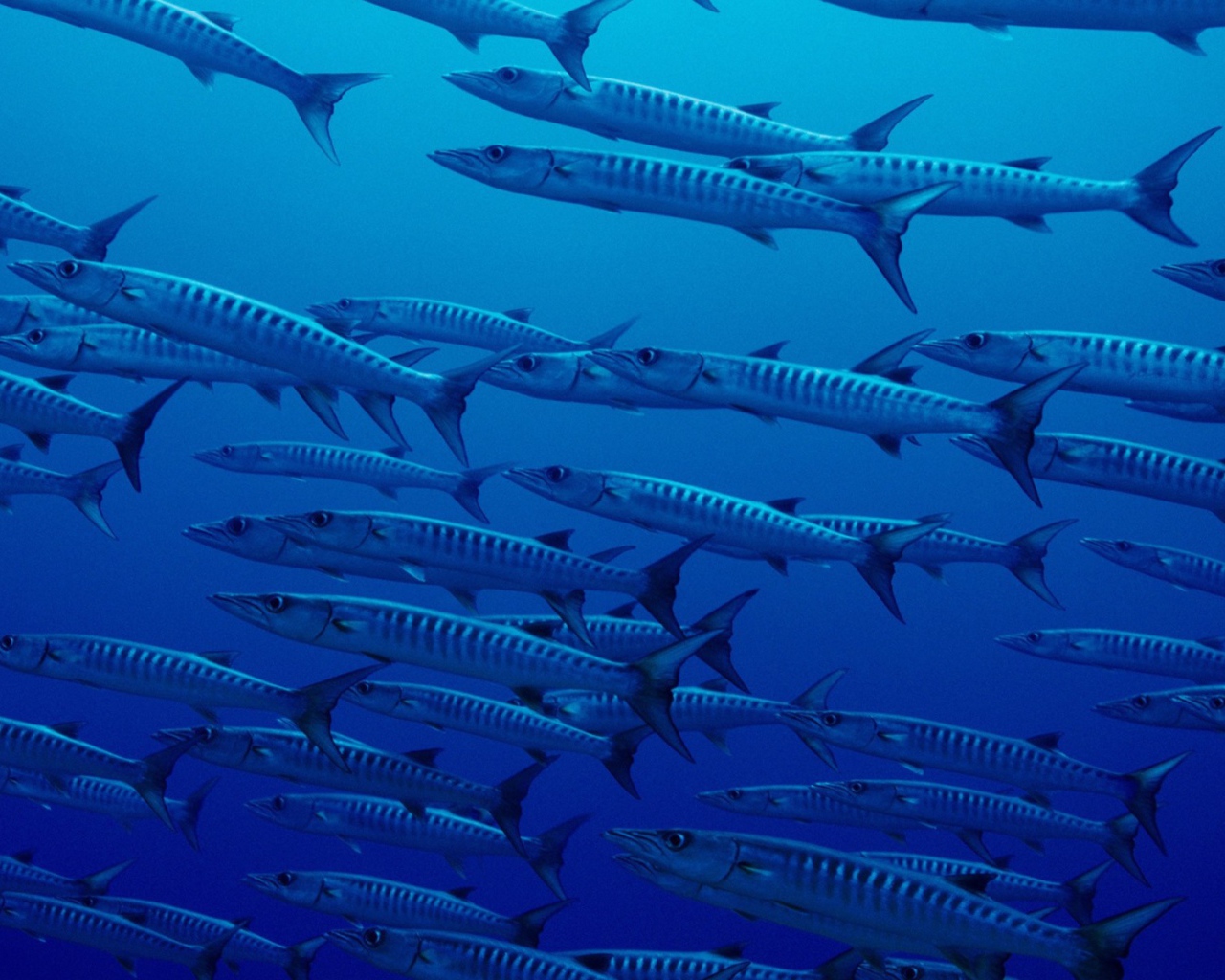 Стая рыб в глубине океана