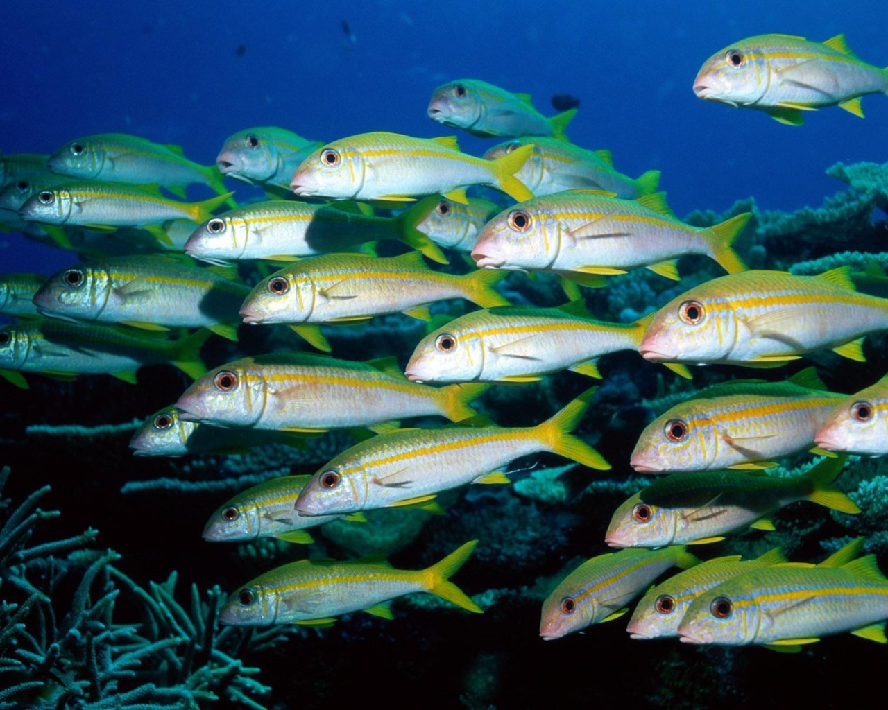 Стая морских рыб