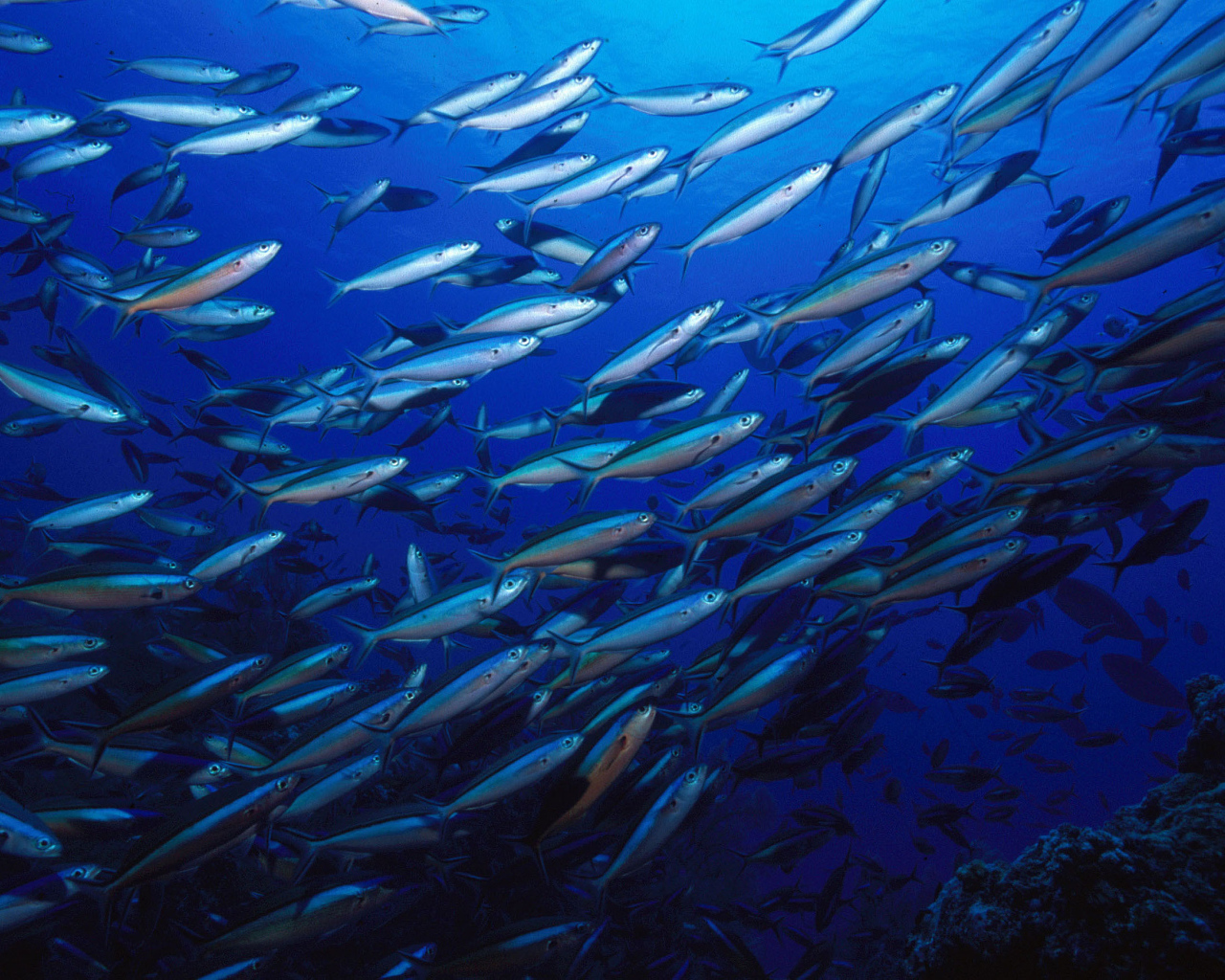 Стая серебристых рыб