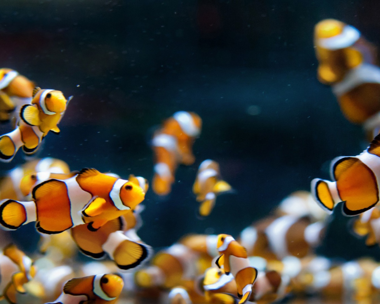 Аквариумные рыбки