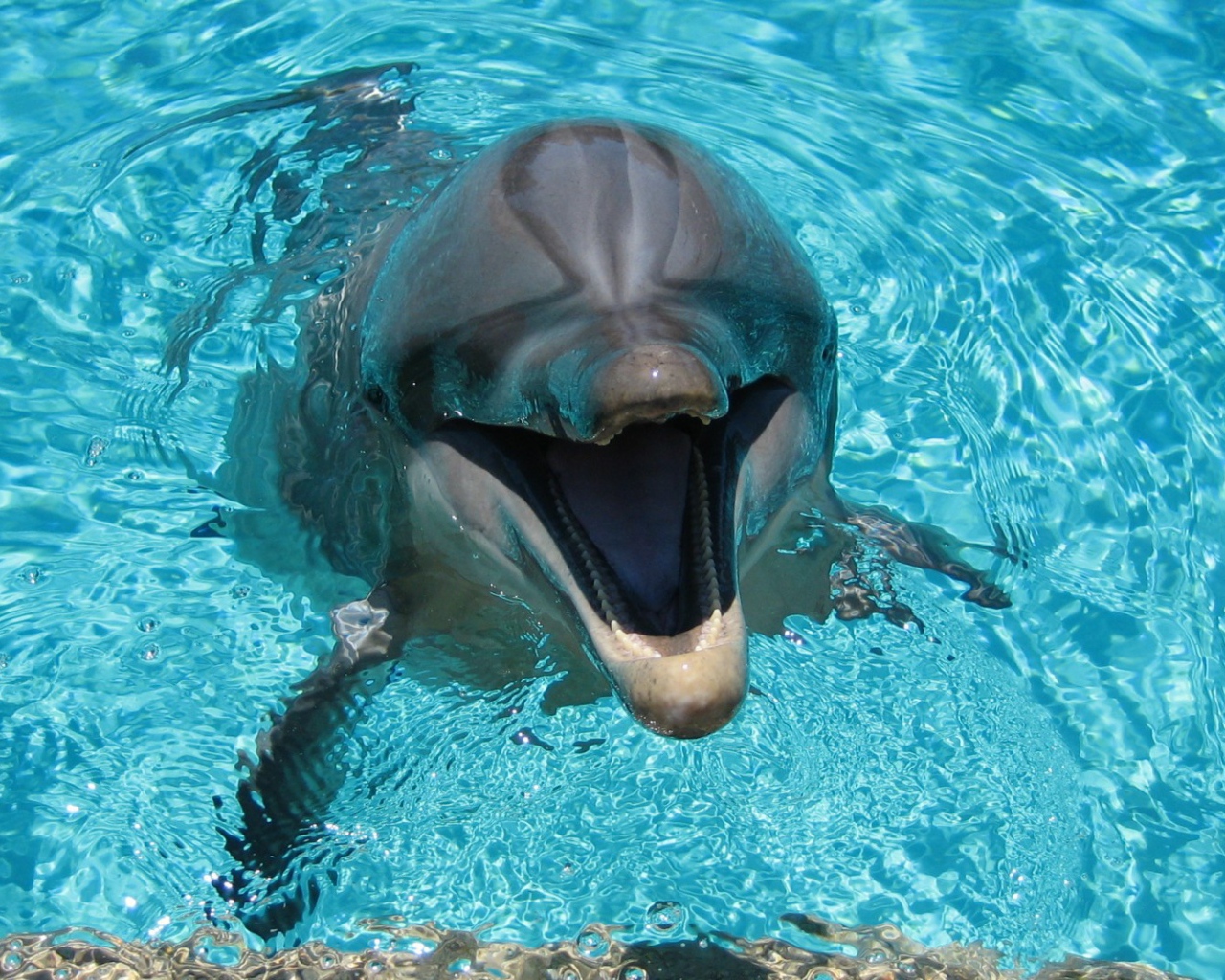 Веселый дельфин в бассейне