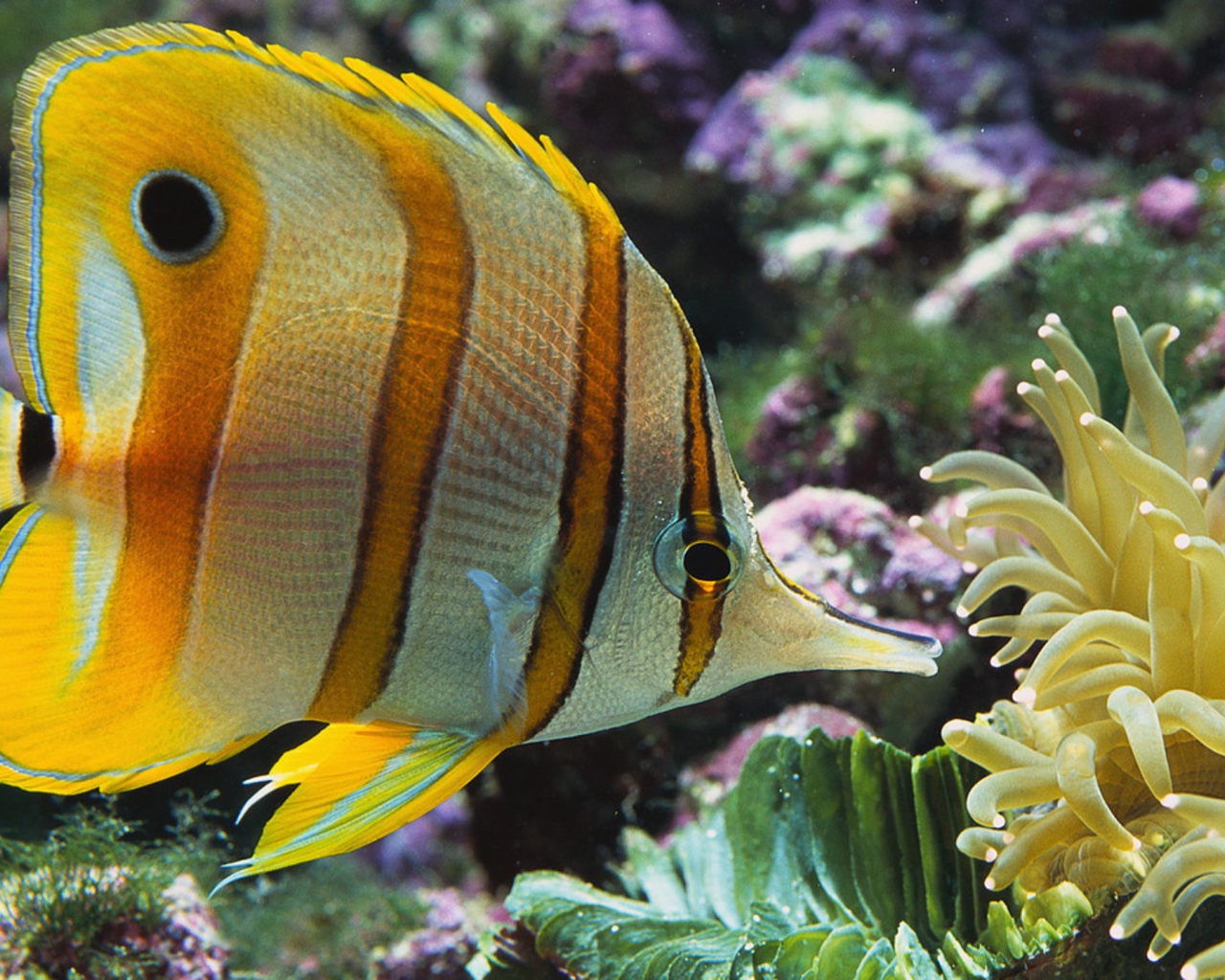 Аквариумная цветная рыба