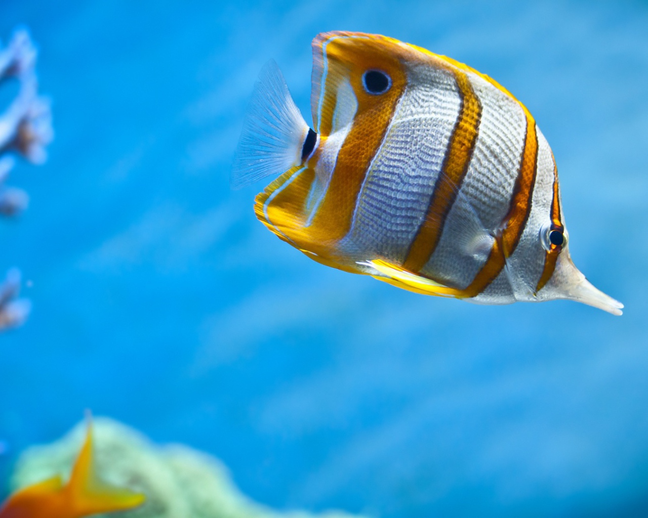 Рыбы бабочки