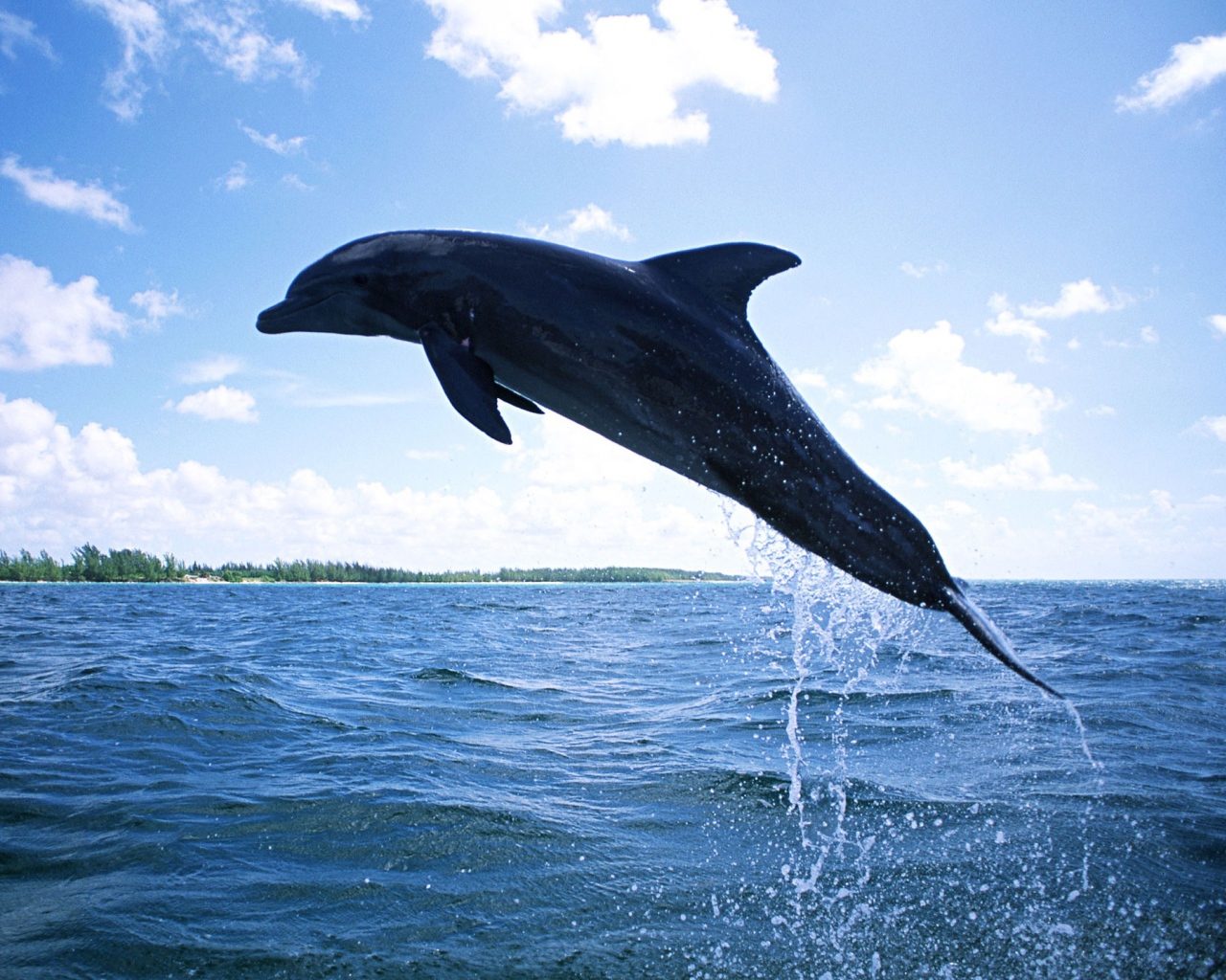 Плавающий дельфин