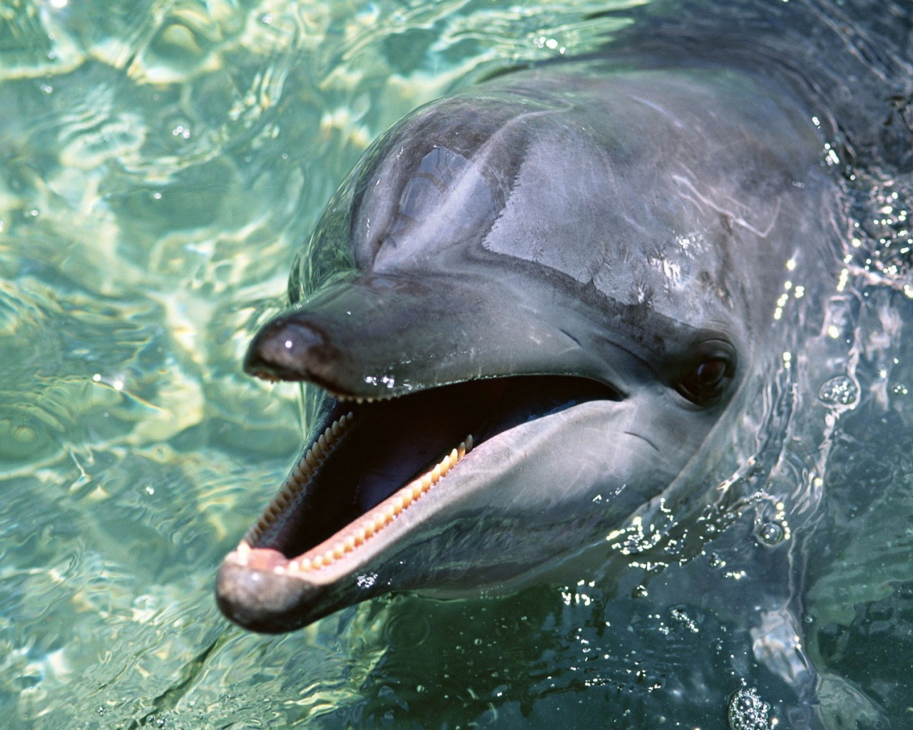 Дельфин выглянул из воды