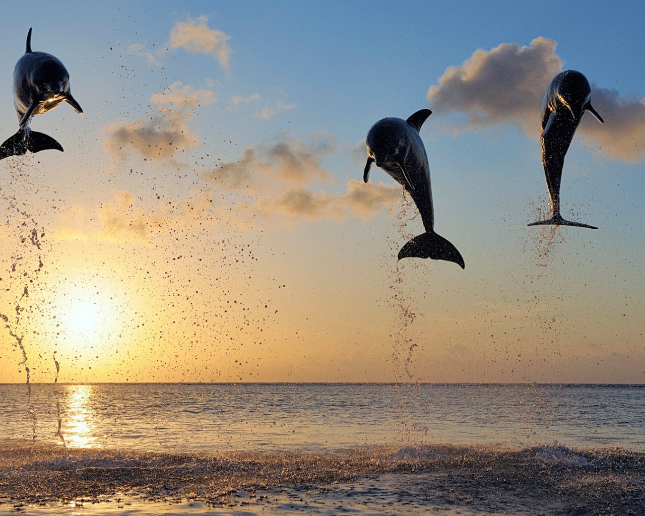 Дельфины в заливе