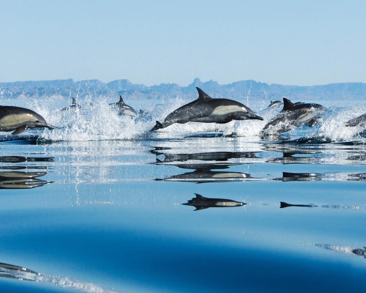 Дельфины в море