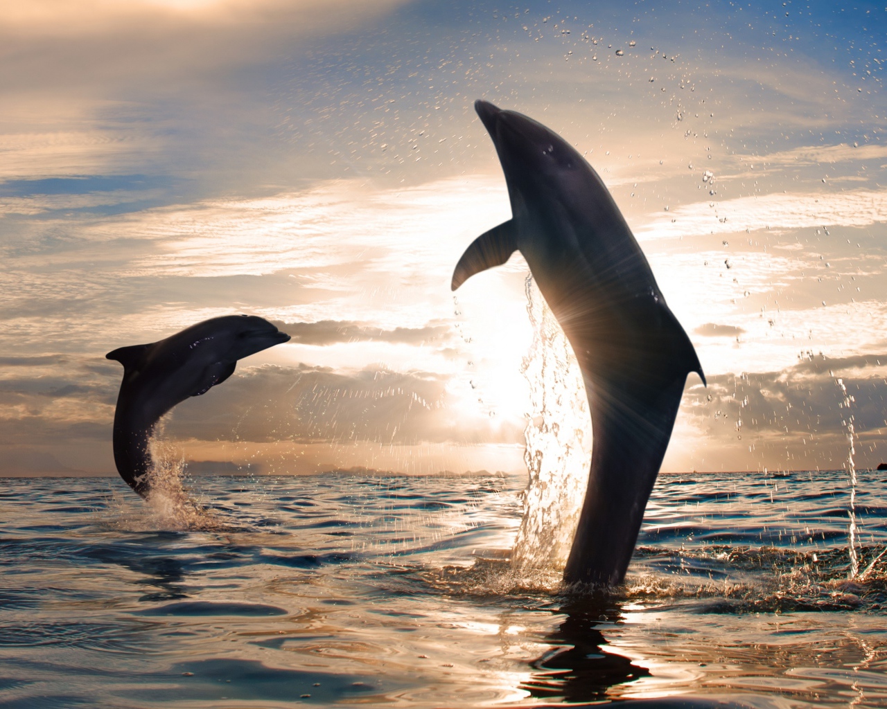 Dolphins playing in the sea