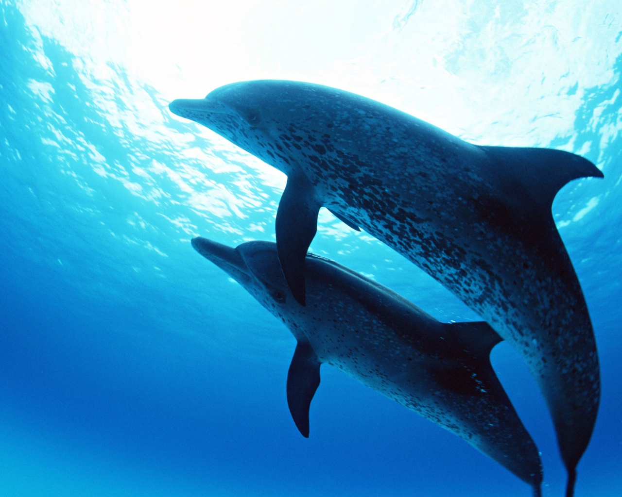 Дельфины на глубине