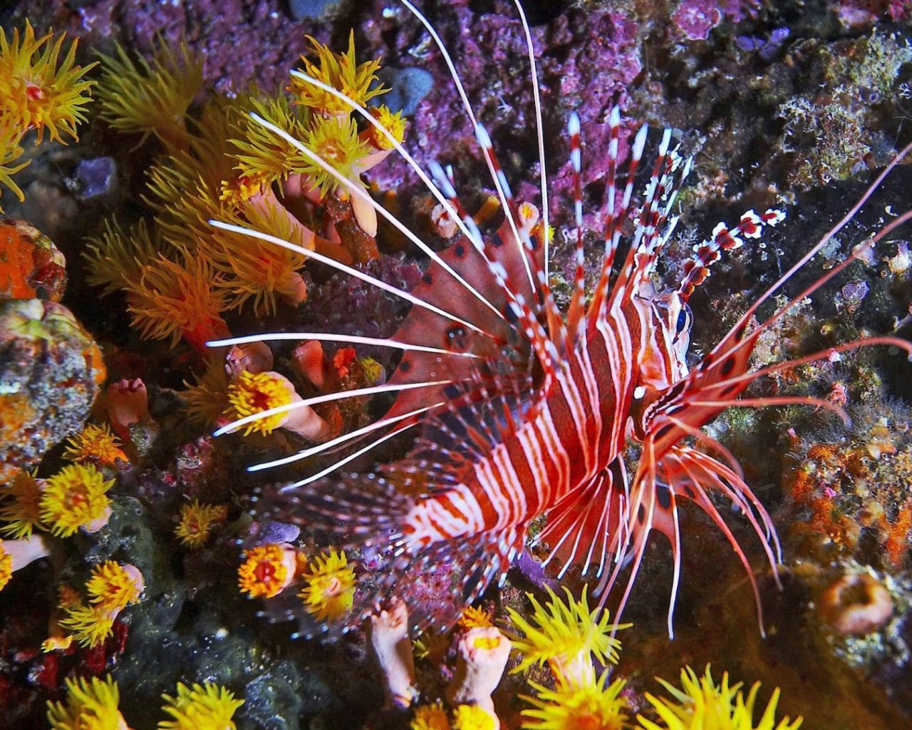 Фантастическая тропическая рыба