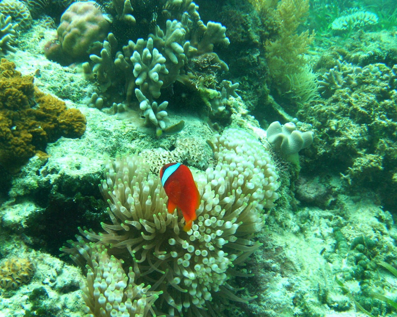 Рыба среди кораллов