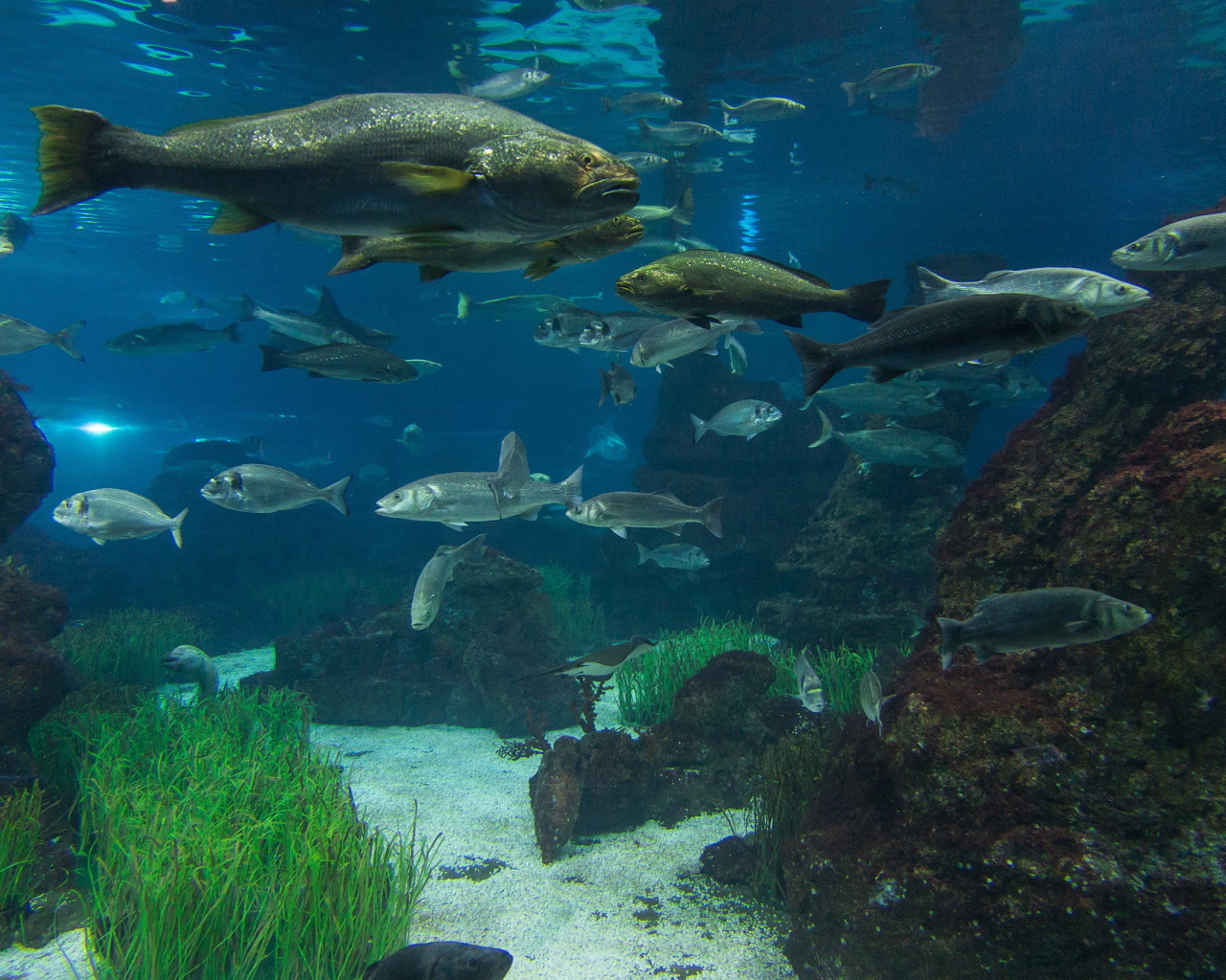 Рыбы в реке