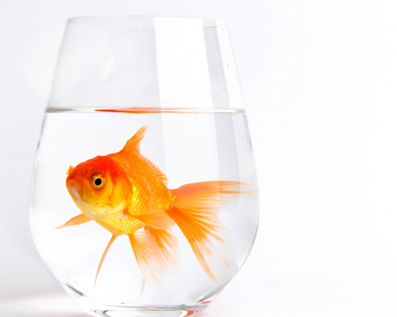 Золотая рыбка в стакане
