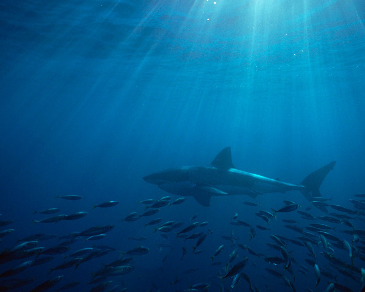 Большая белая акула в Австралии