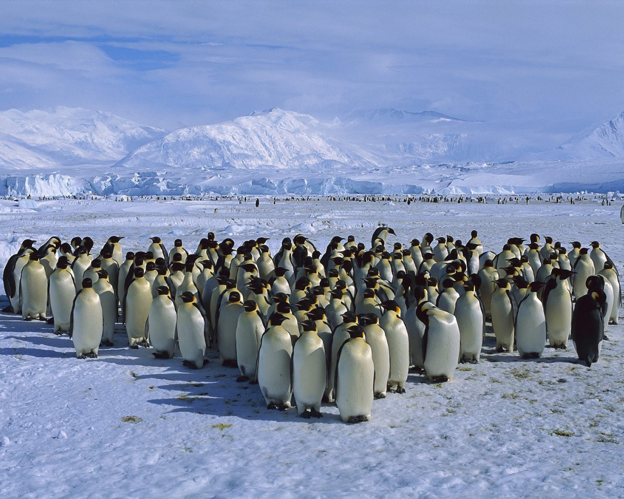 Herd of penguins