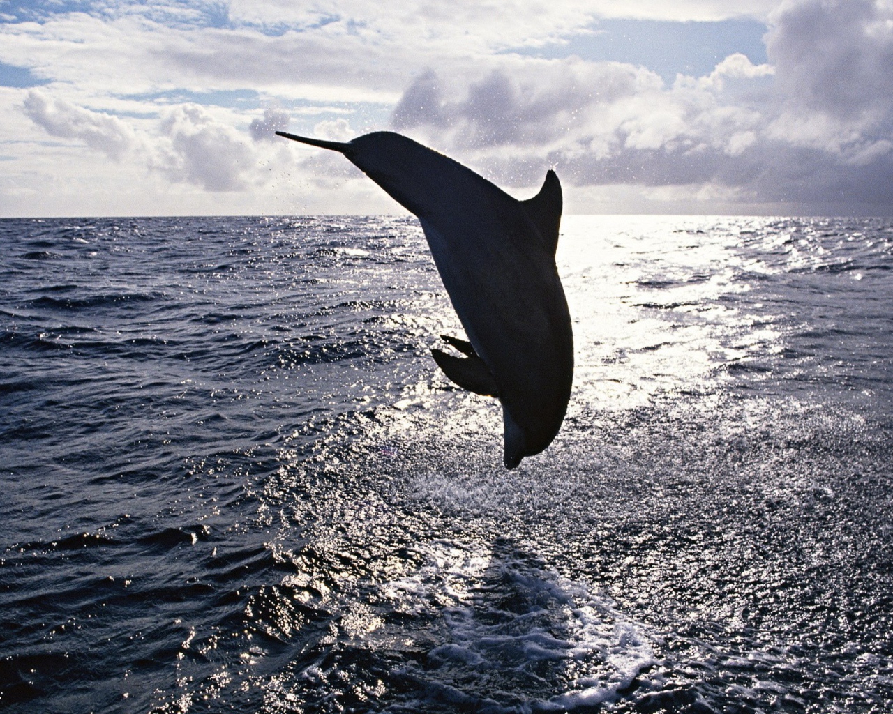 Прыжок дельфина