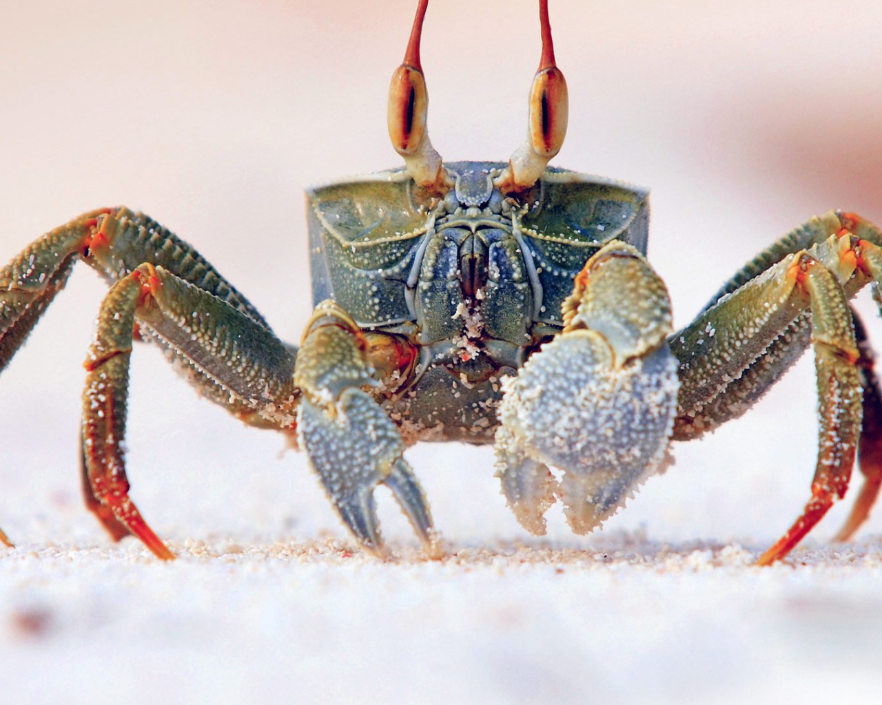 Королевский краб на песке