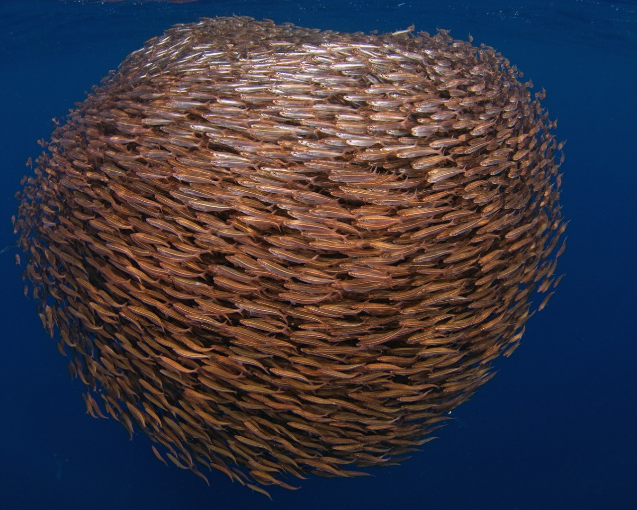 Большой косяк рыбы