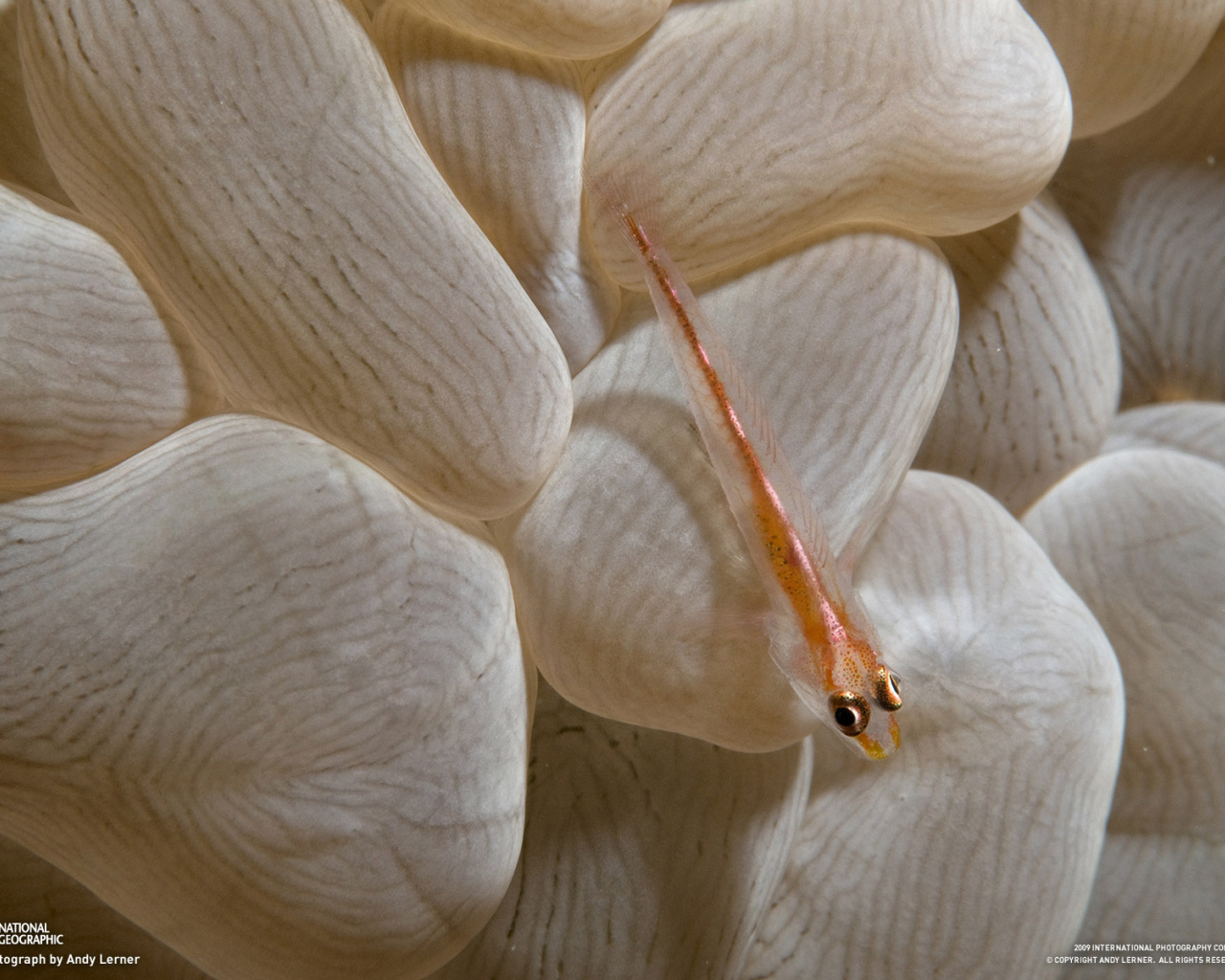 Маленькая рыба