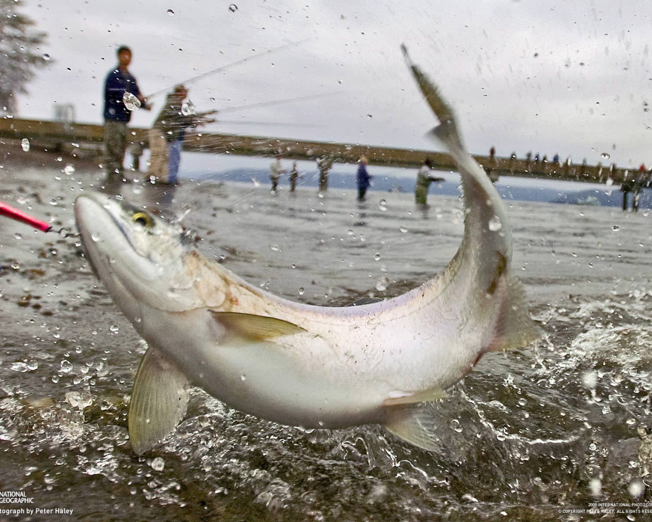 Массовая рыбалка