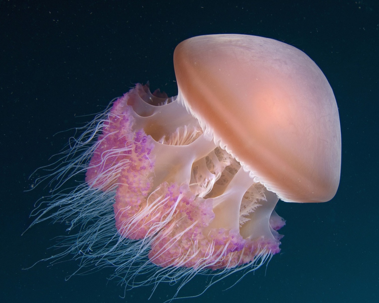 Медуза Индонезии