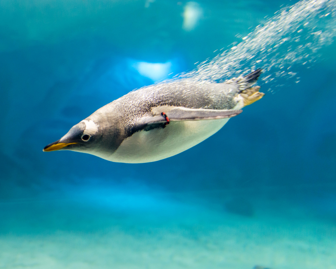 Пингвин ныряет в воду