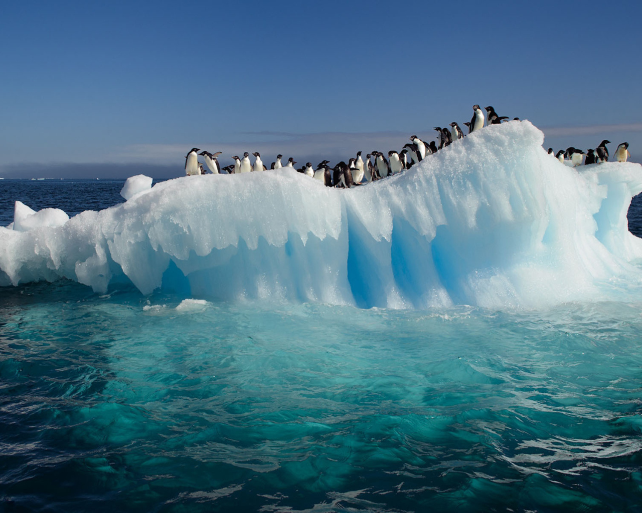 Пингвины на тающей льдине