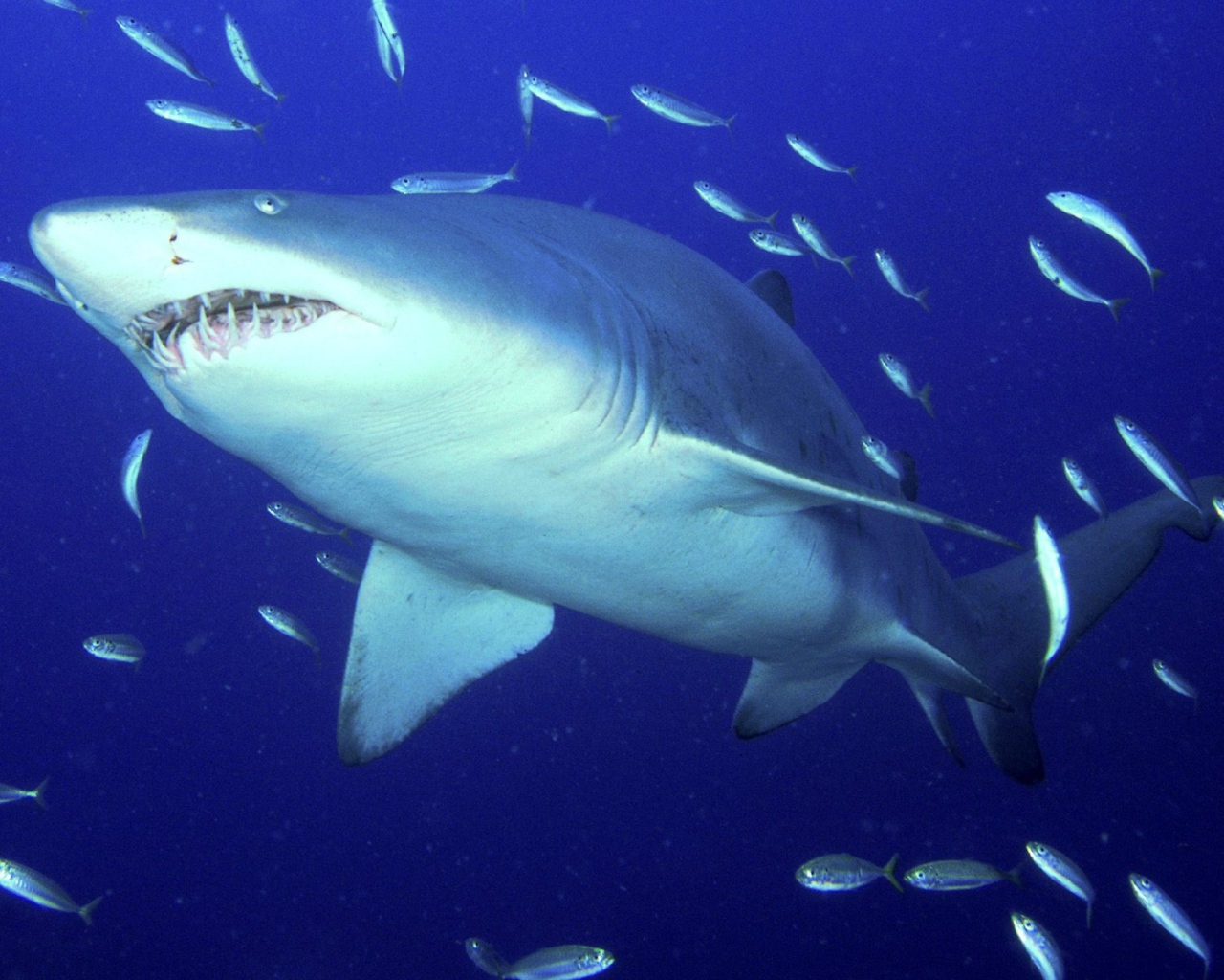 Опасная тигровая акула