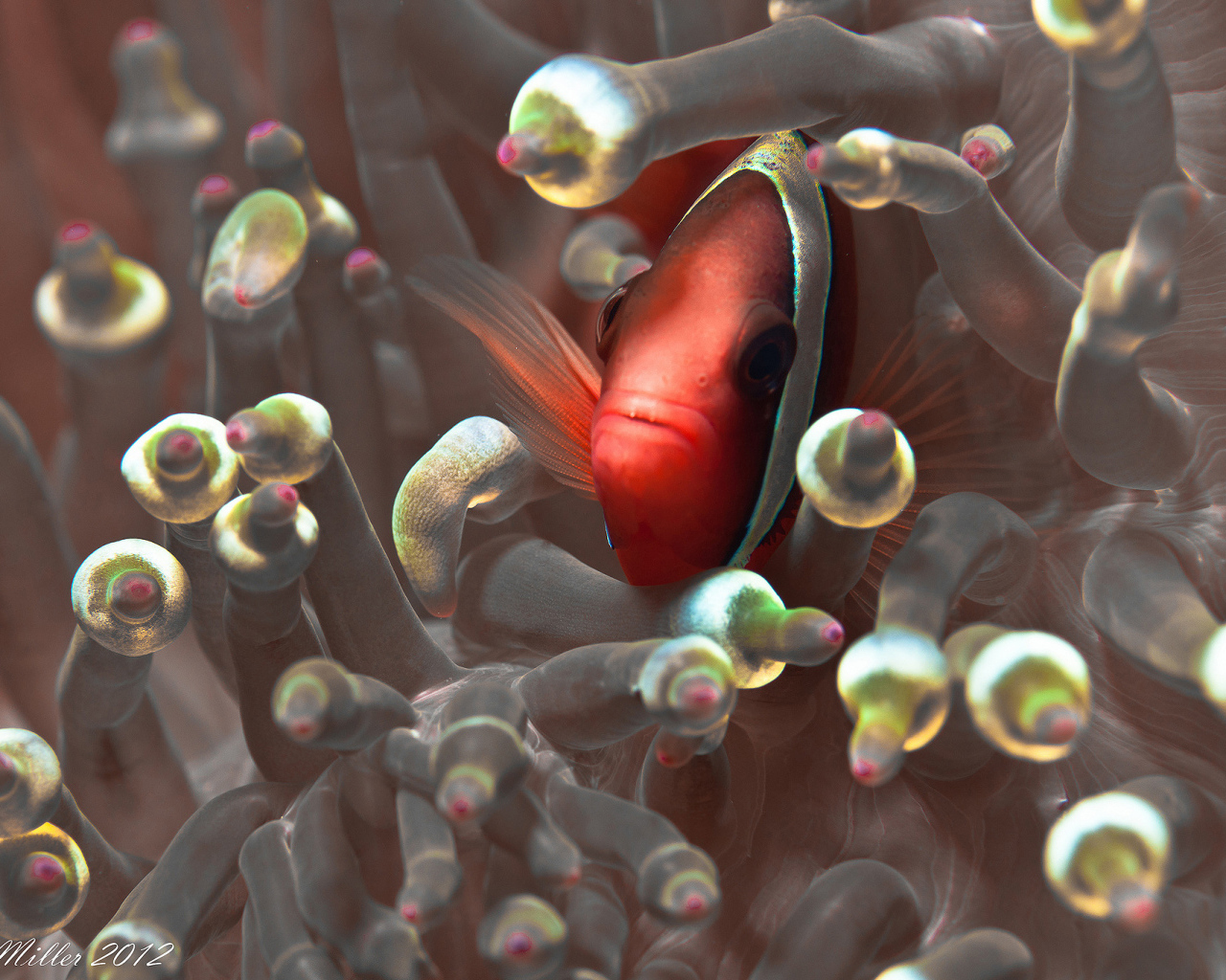 Красная глазастая рыбка