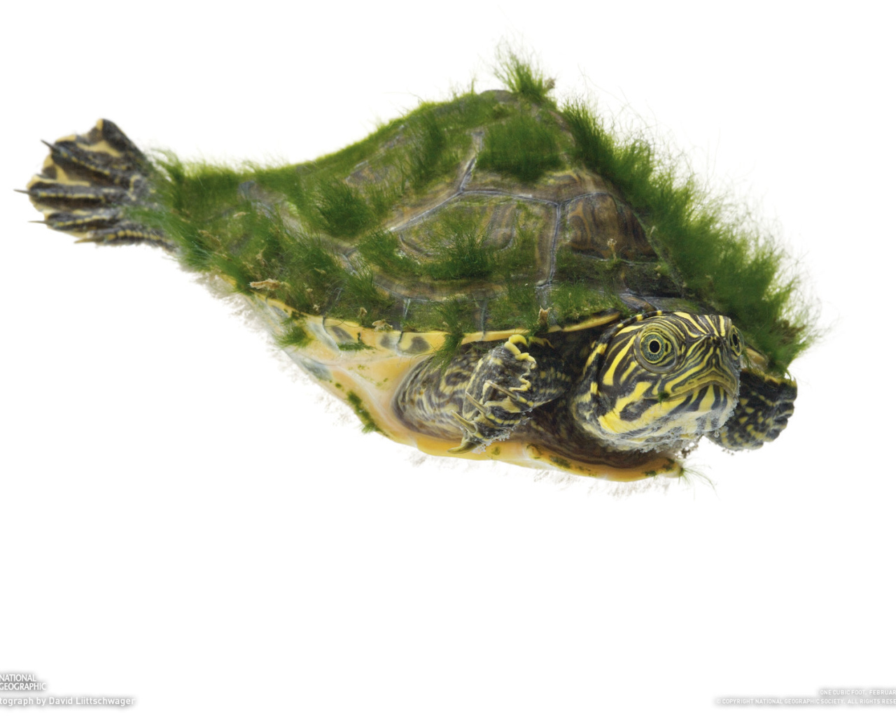 Морская черепаха покрытая мохом