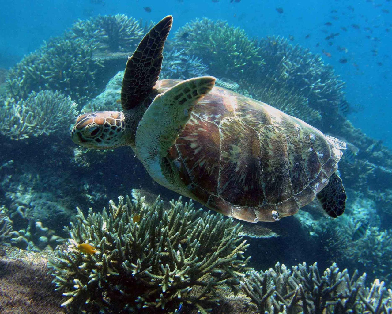 Морская черепаха под водой