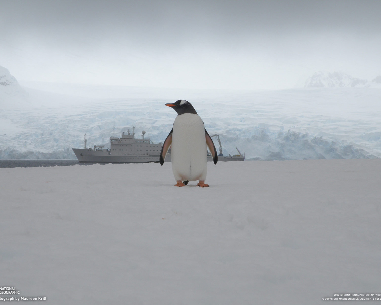 Единственный пассажир с корабля