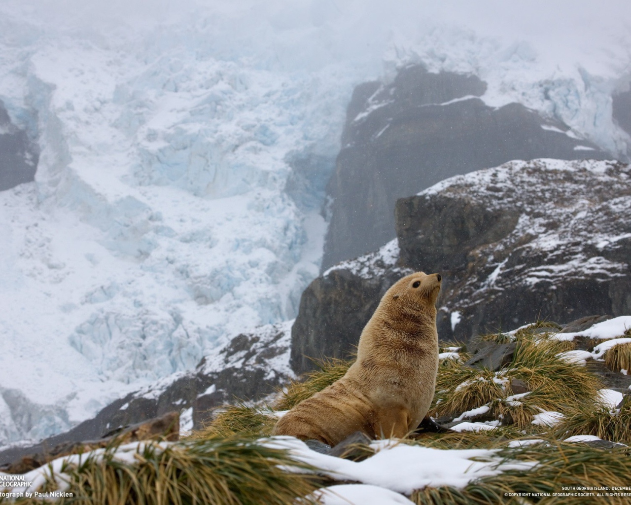 Тюлень в горах