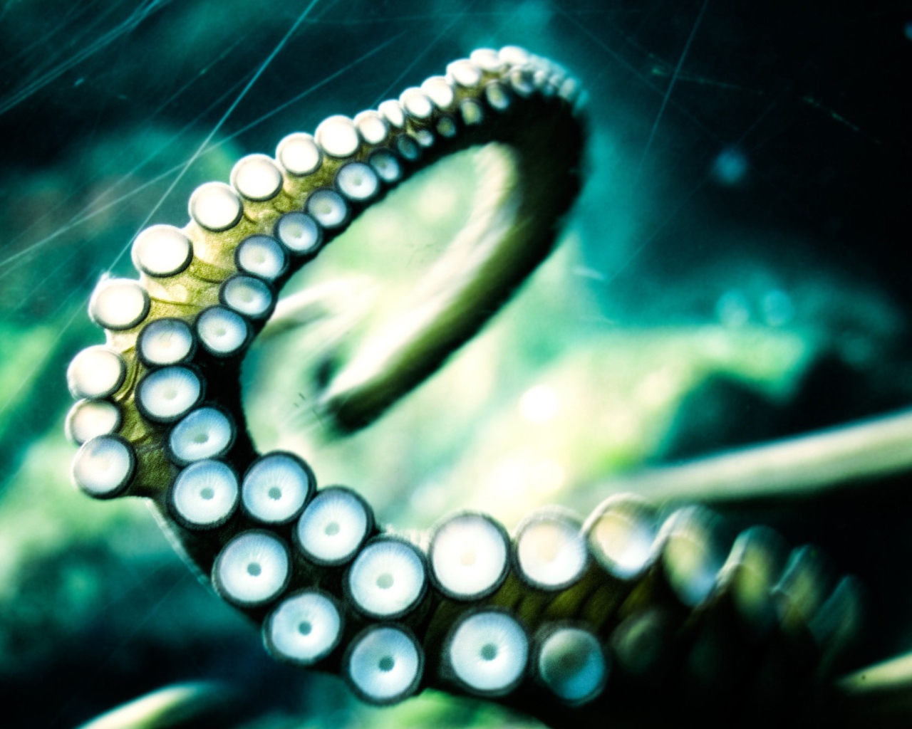 Щупальце осьминога