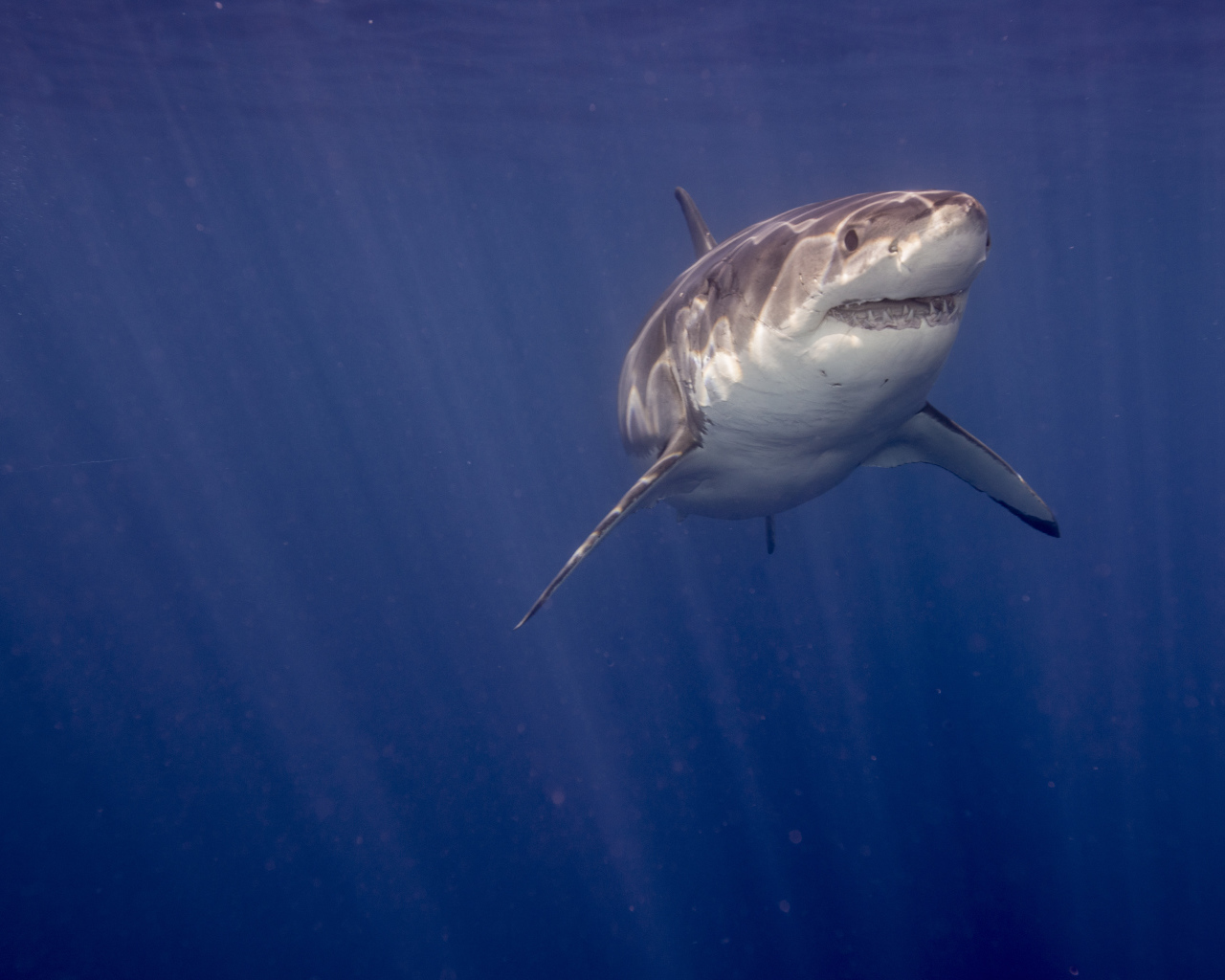 Зубастая акула в воде