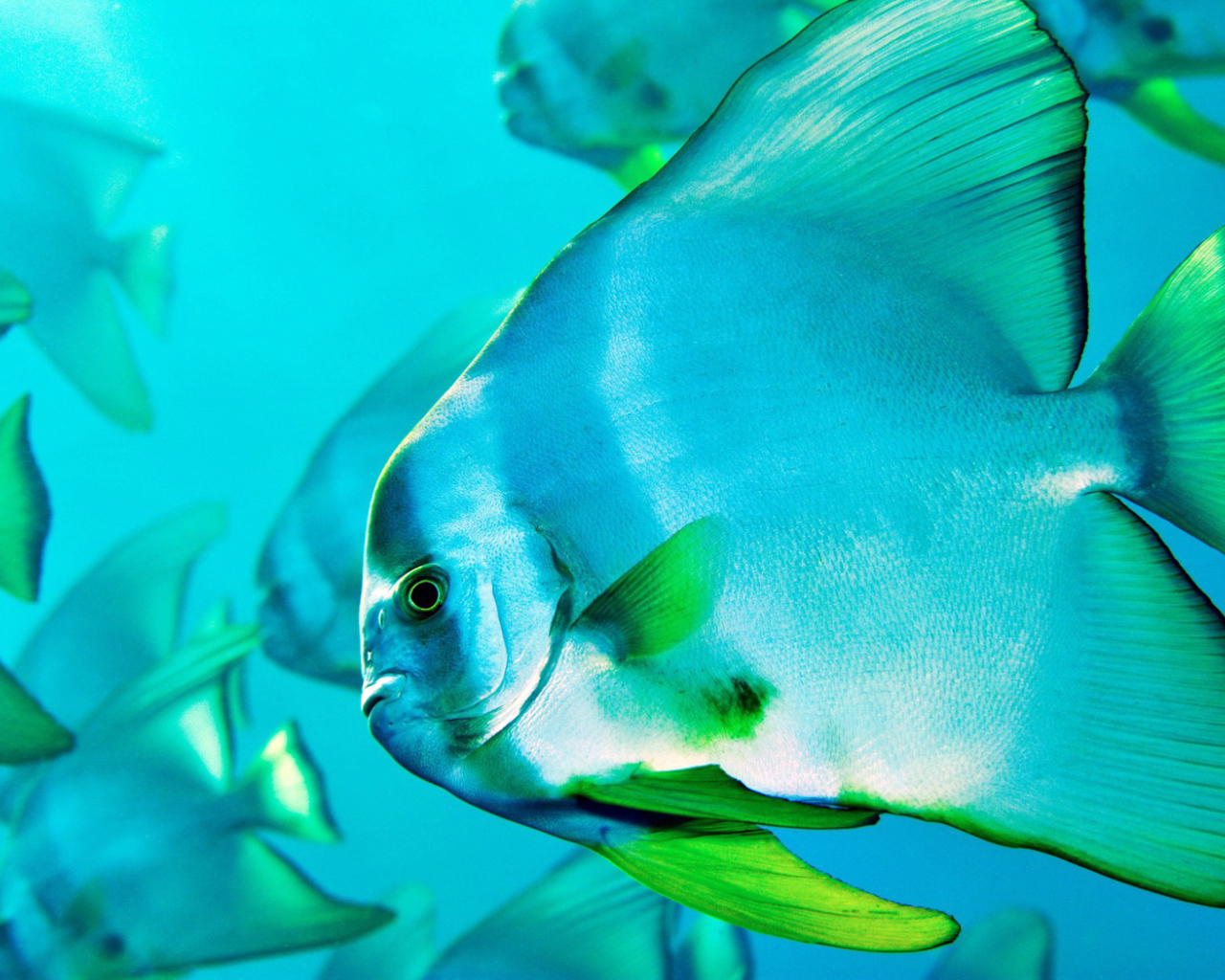Прозрачная рыбка в воде