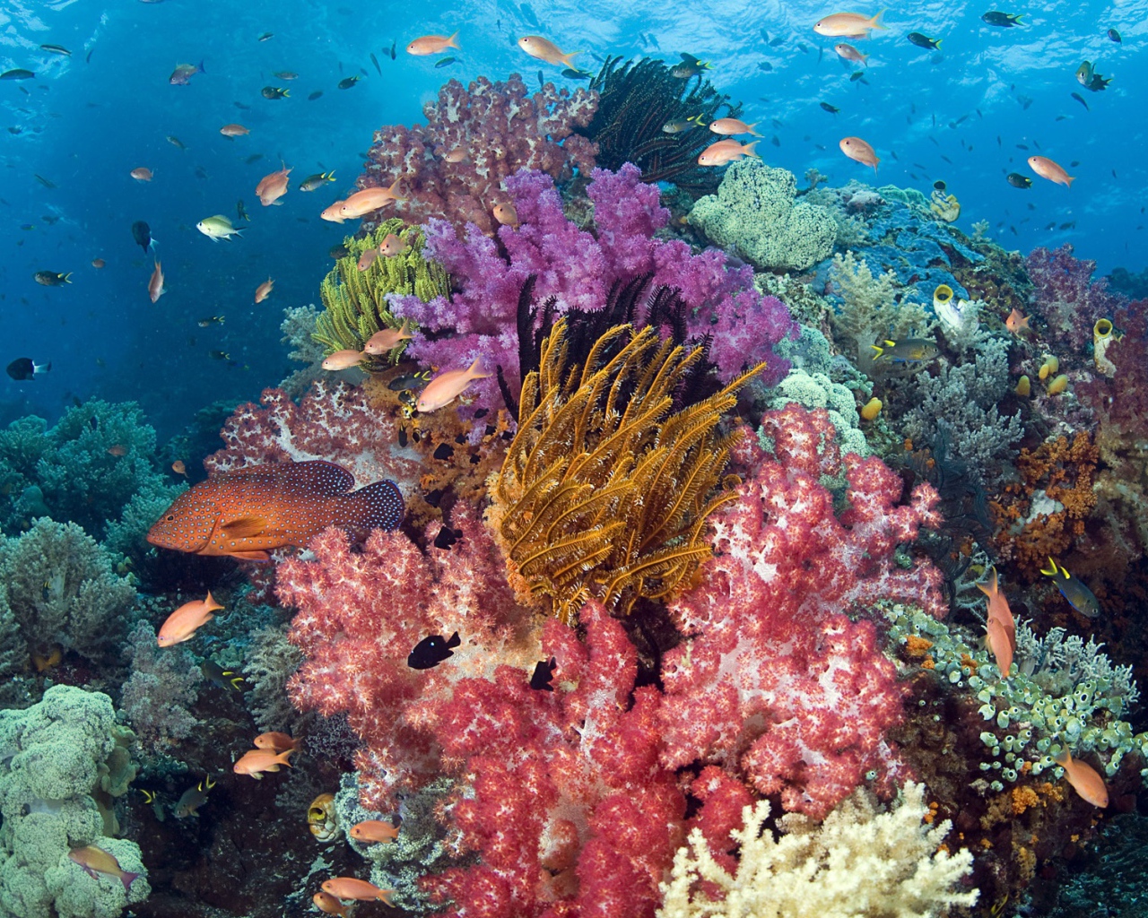 Тропические рыбы