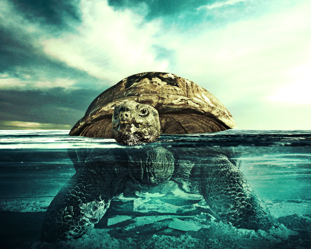 Черепаха плывет по воде