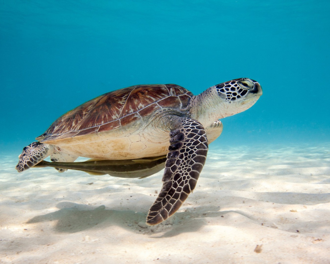 Черепаха под водой