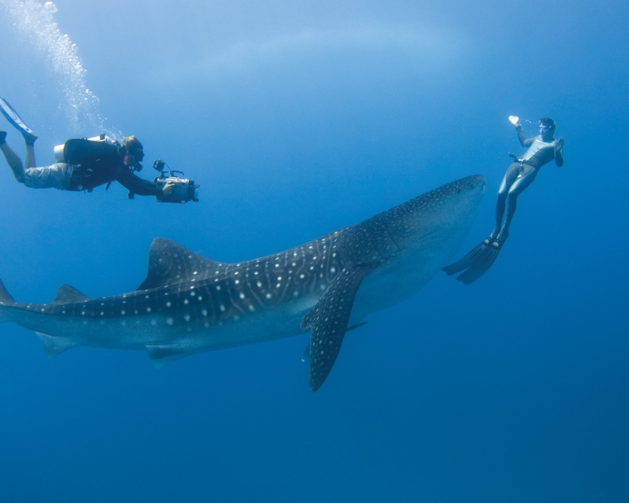 Китовая акула