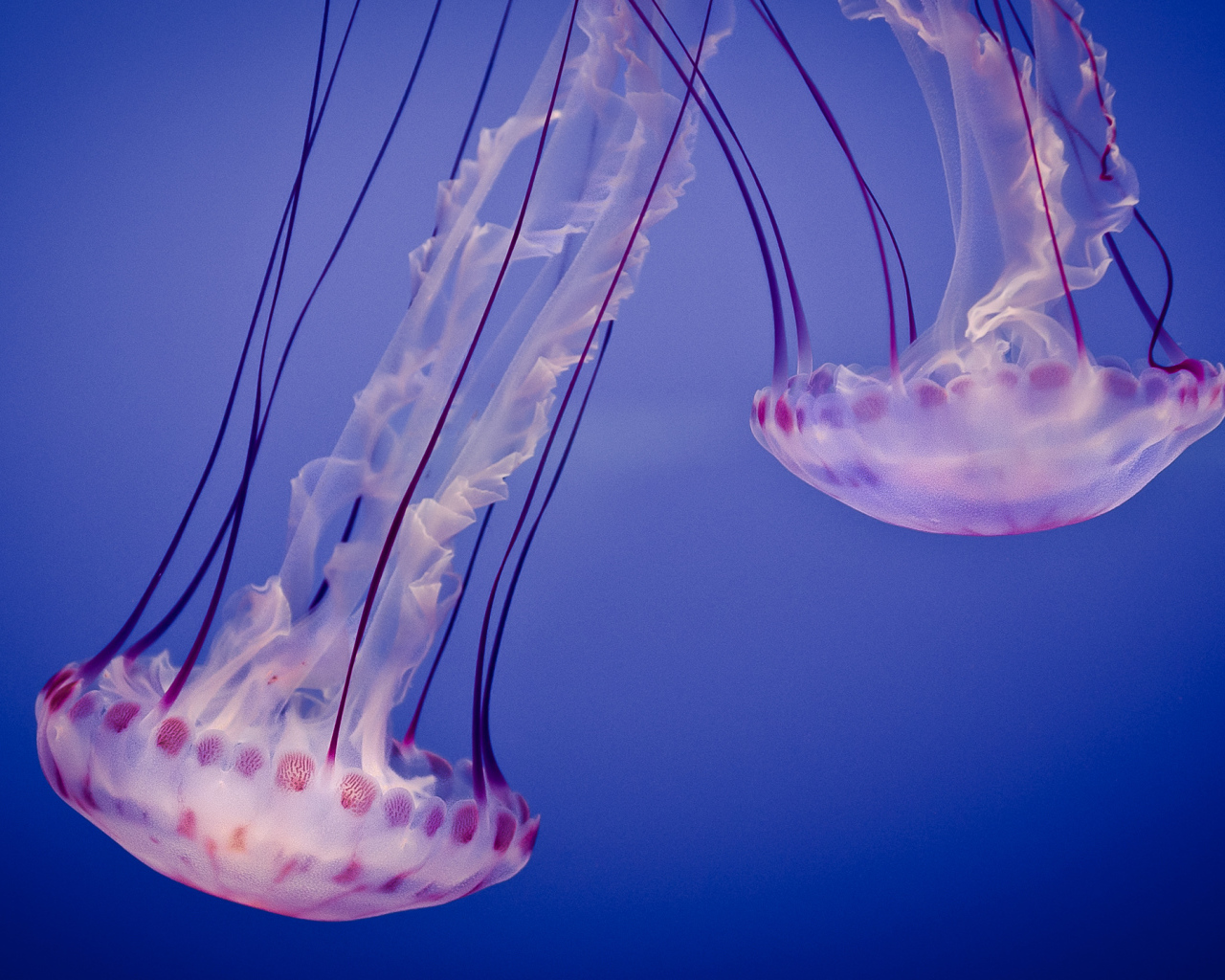 Медузы в синей воде