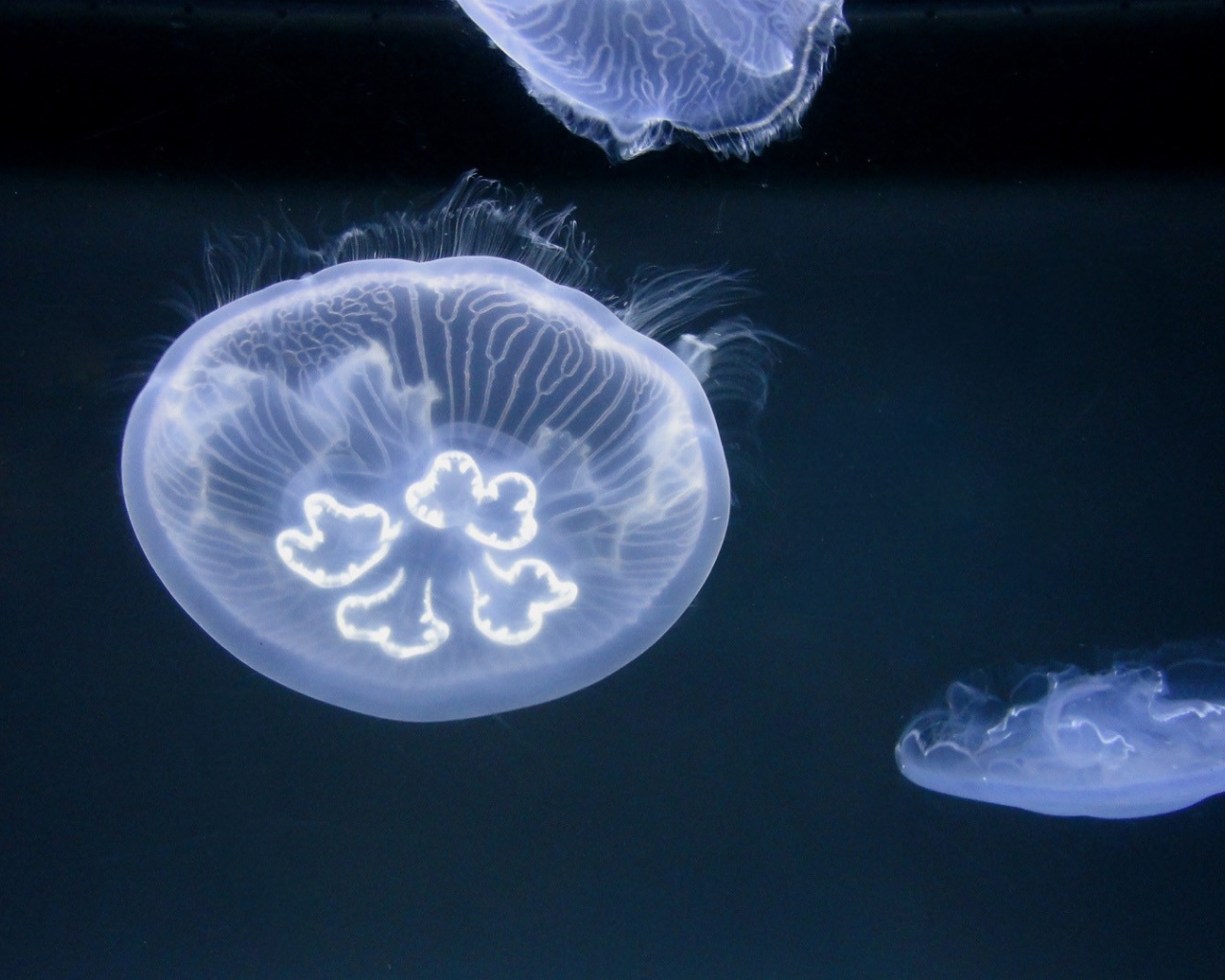 Медузы в океане
