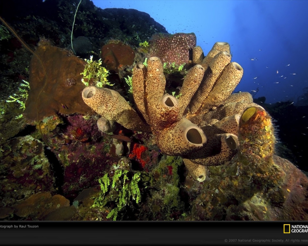 Жизнь на подводных камнях