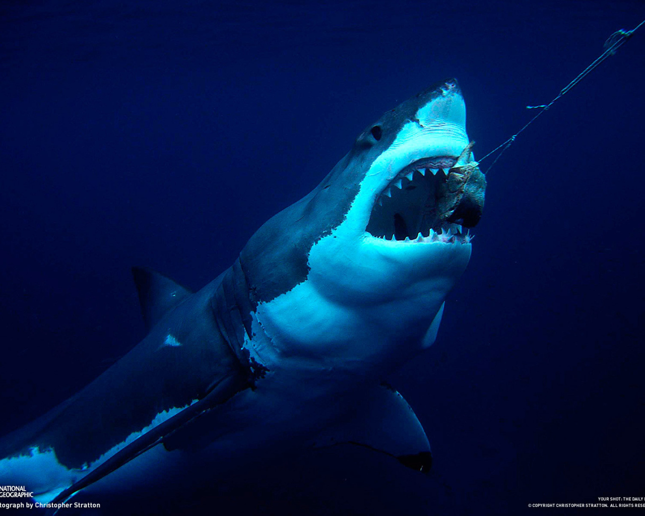 Акула хватает приманку