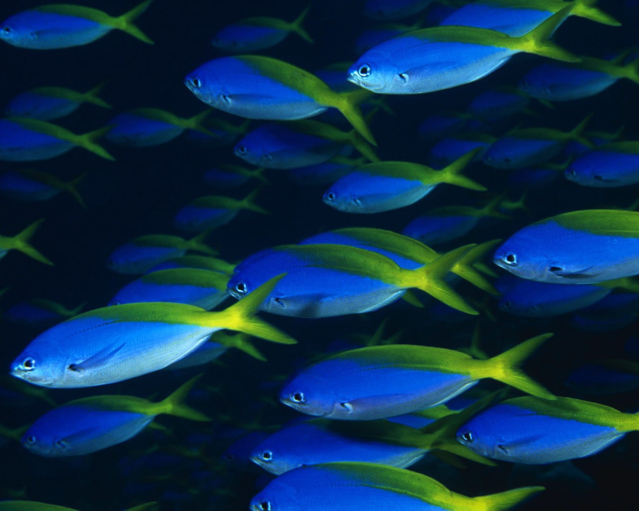 Стая синих рыб