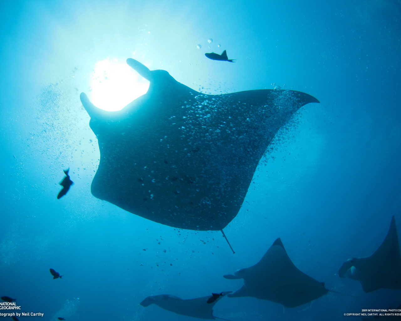 Стая морских скатов