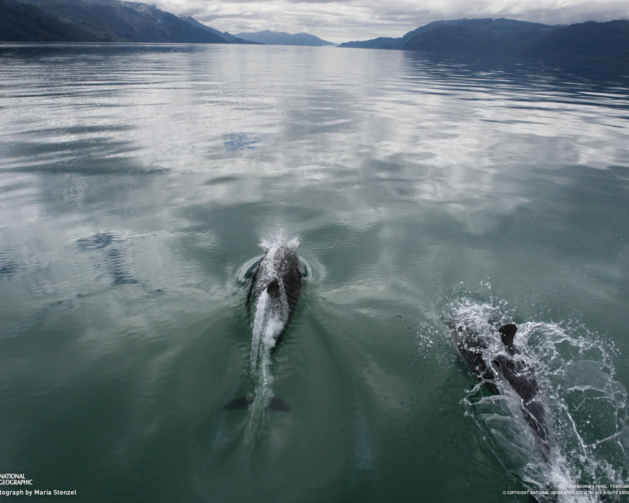 Дельфины плывут по морю