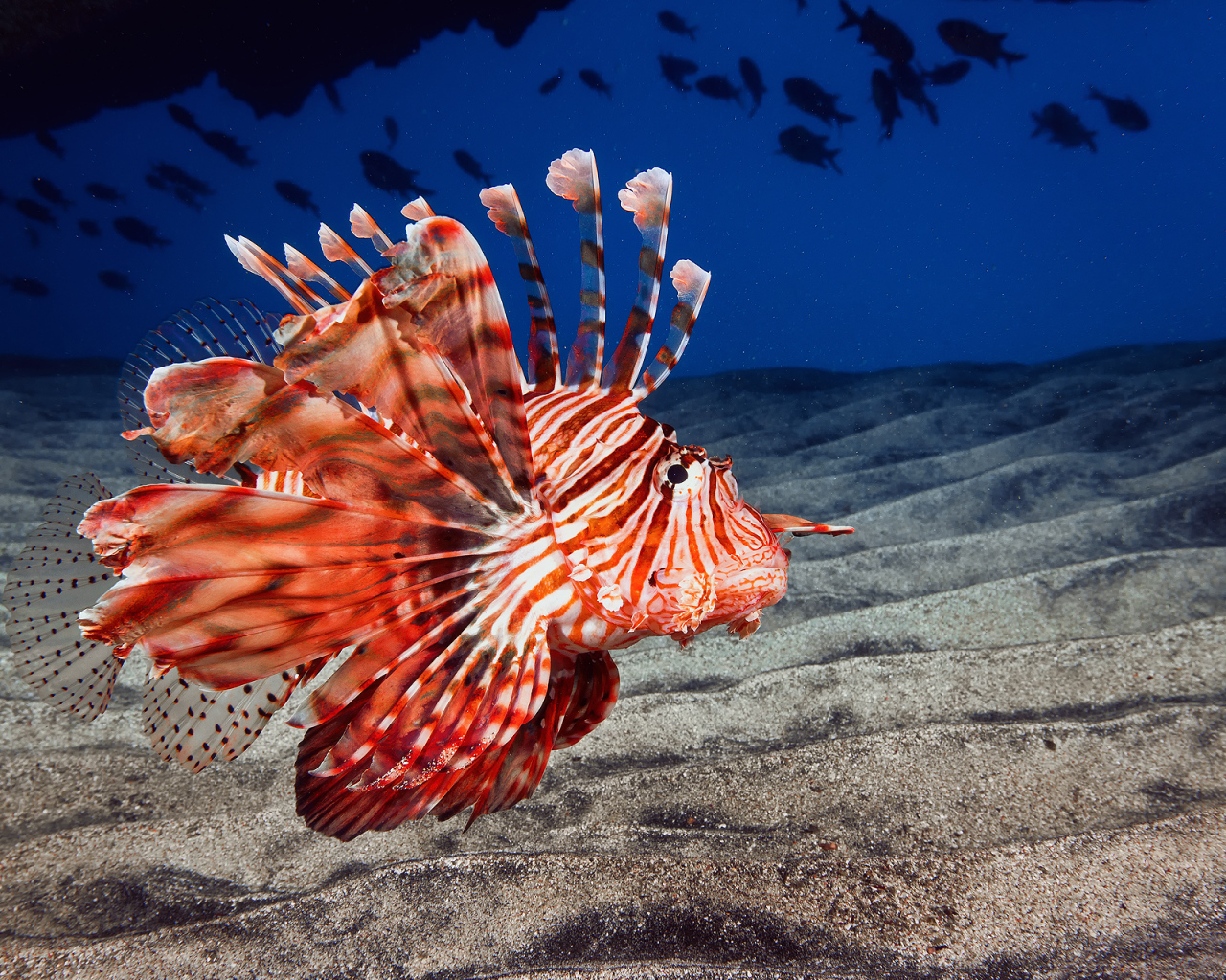 Рыба дракон