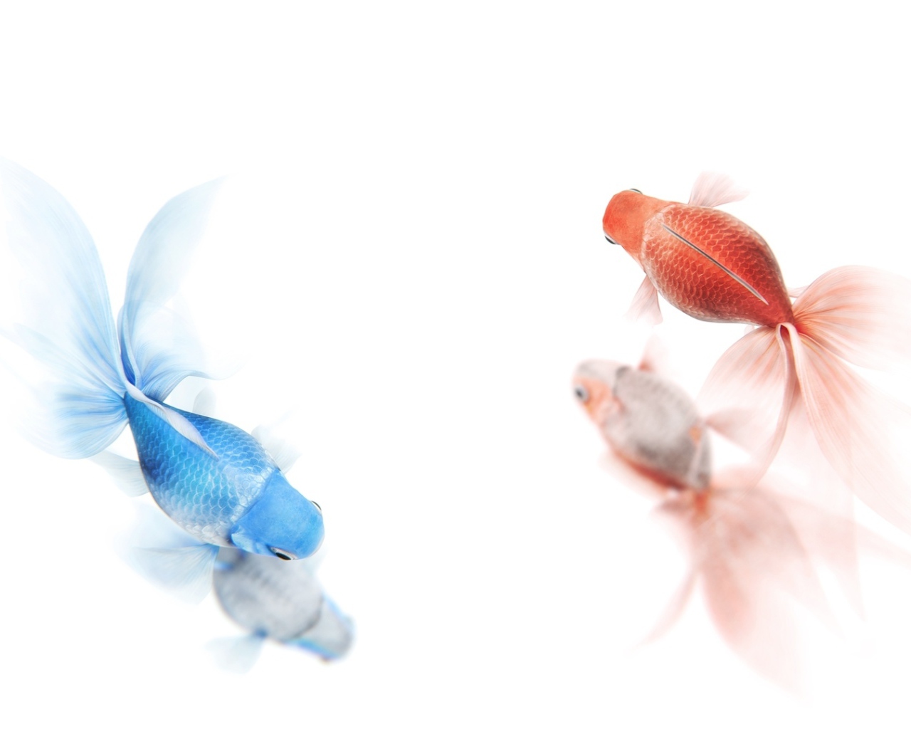 Золотая и синяя рыбы