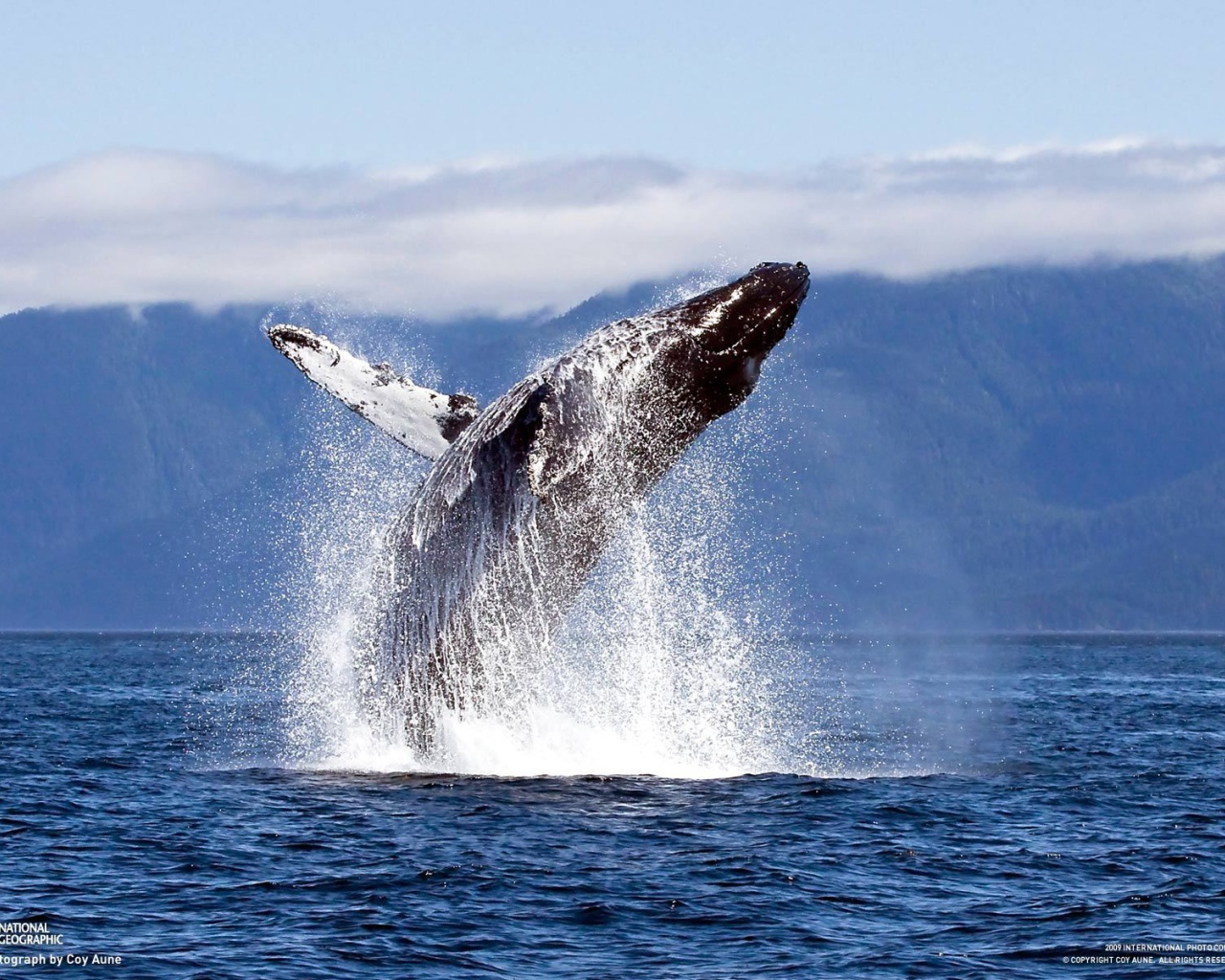 Прыжок кита из воды